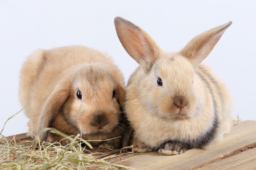 Welke konijnen passen elkaar? De juiste combinaties...