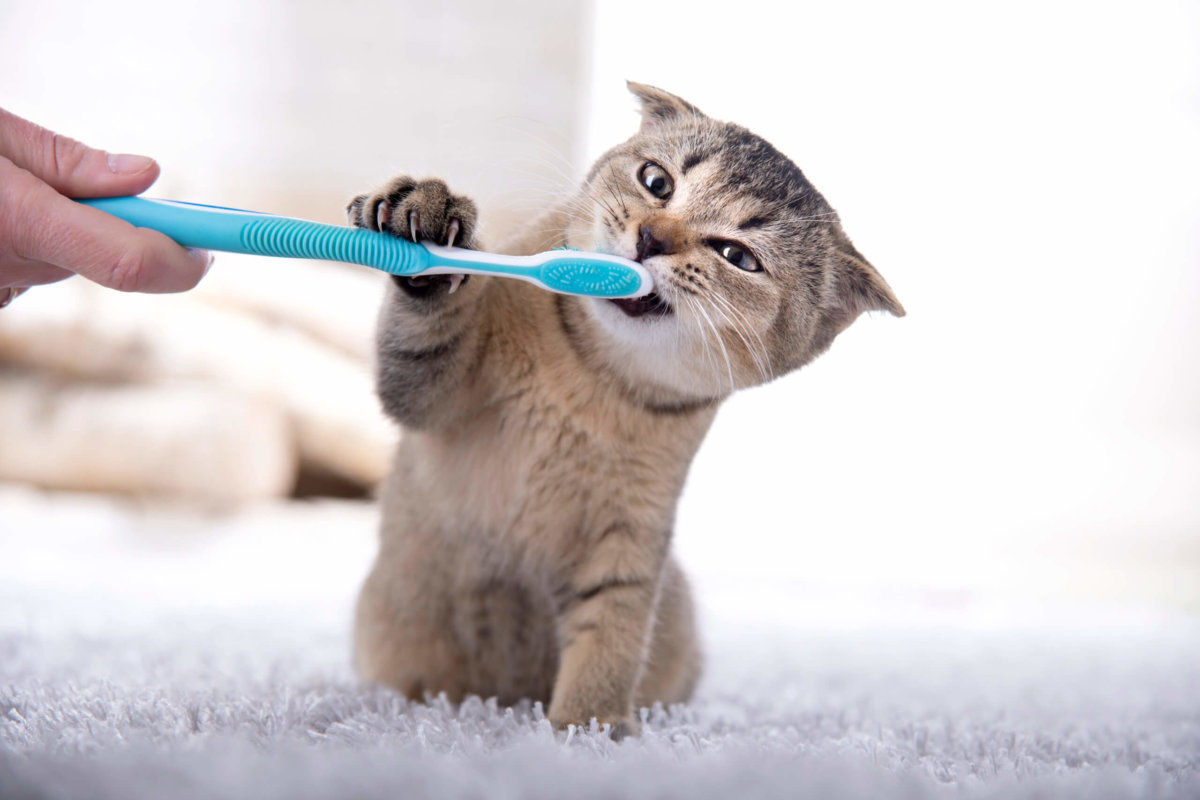 De tanden van een kat: het kattengebit verzorgen