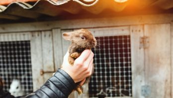 Petitie tegen doden konijntjes