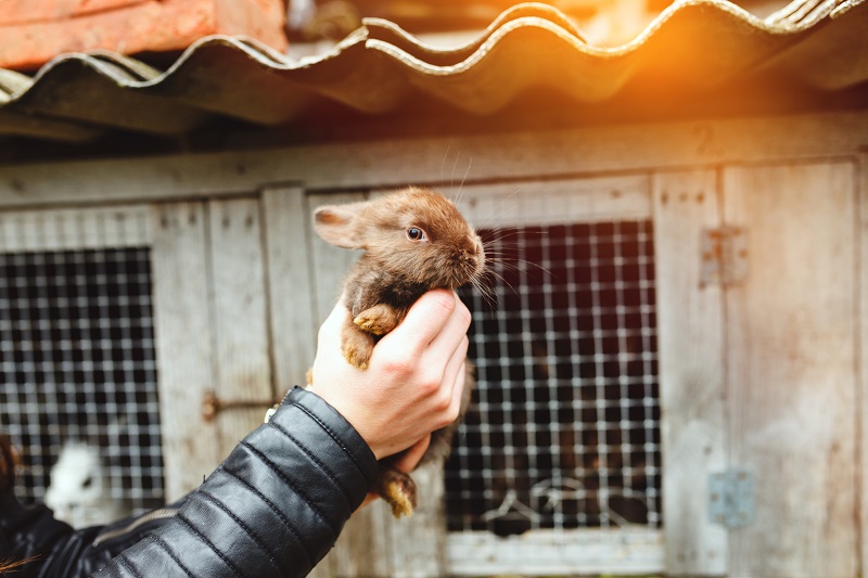 Petitie tegen doden pasgeboren konijntjes vanwege vachtkleur