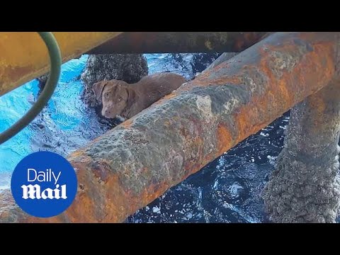 Hond uit zee gered, ruim 200 km van de Thaise kust