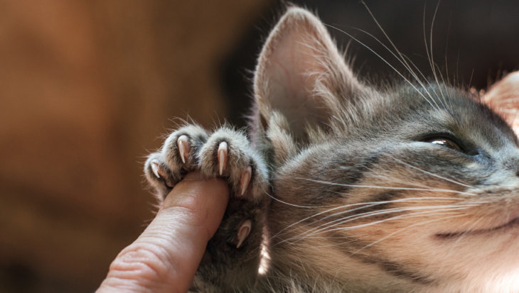 De nagels van je kat knippen