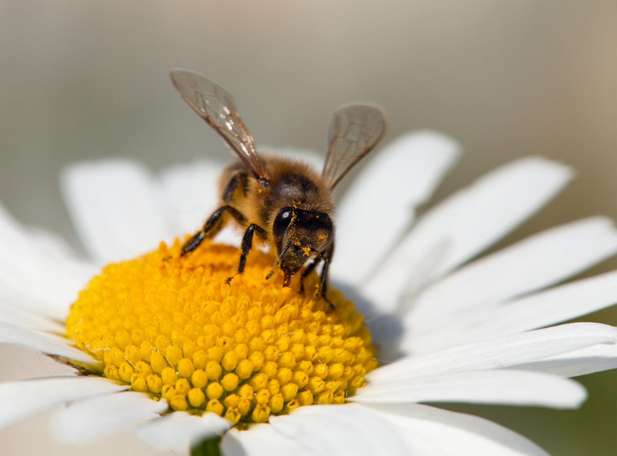 Bijenvolken hebben winter overleefd