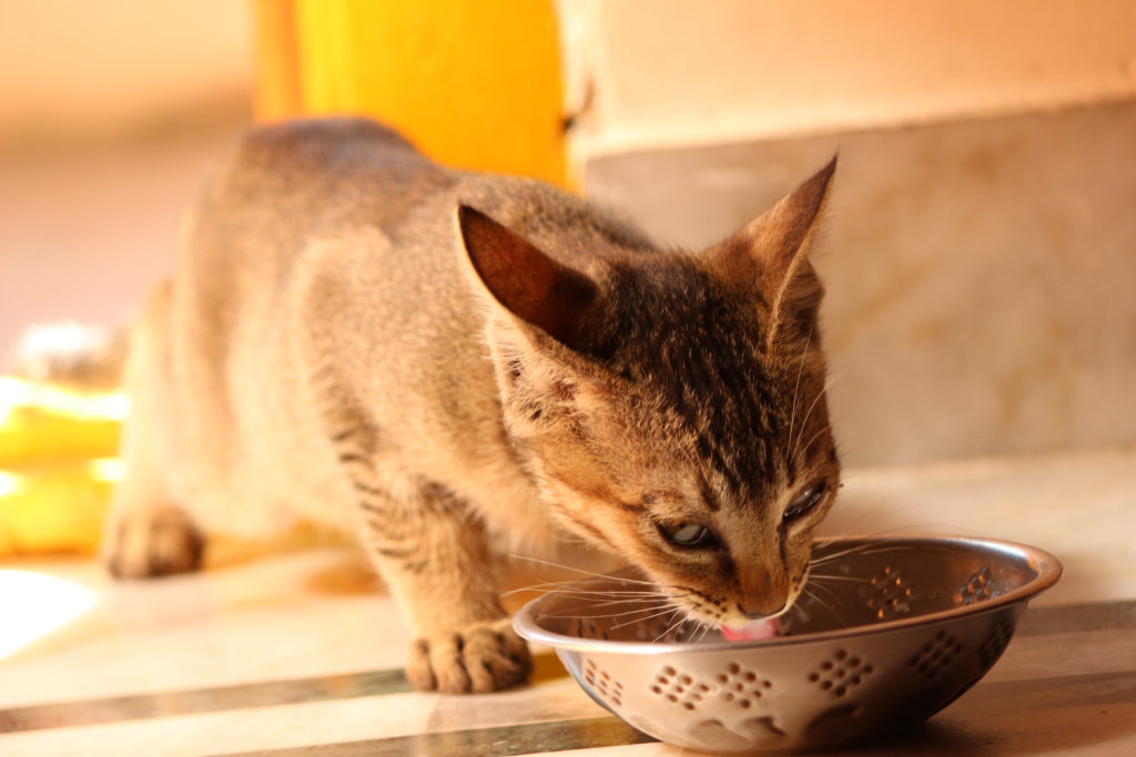 kat drinkt niet: waterbak