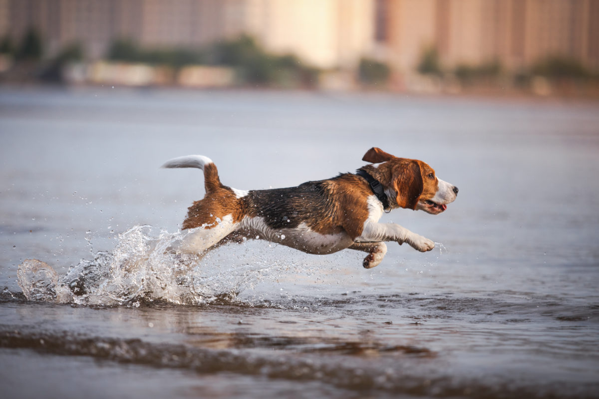 Tips om hond veilig te laten zwemmen