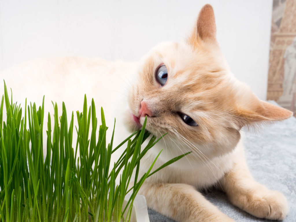 haarbal kat: gras en pasta