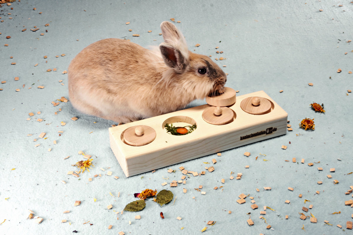 verhaal nieuwigheid Pionier Intelligentiespelletjes voor konijnen spelen met je konijn