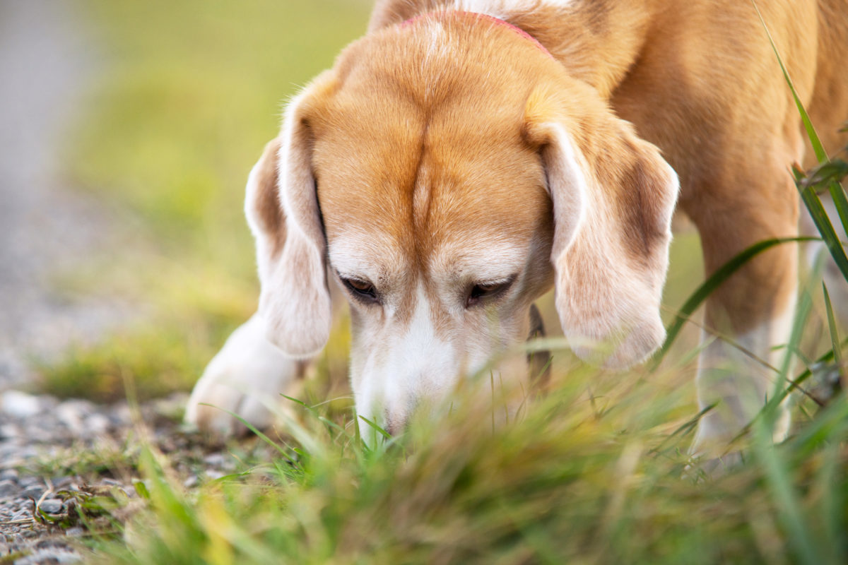 Ook honden last van eikenprocessierups