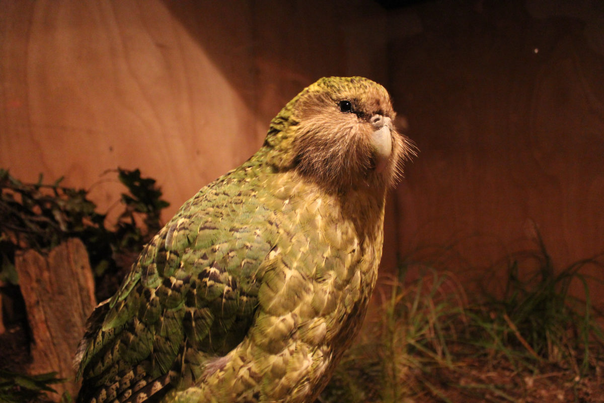 Zeldzame operatie voor kakapo-papegaai
