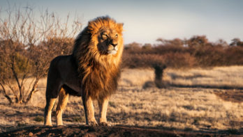 leeuw bedreigd uitsterven