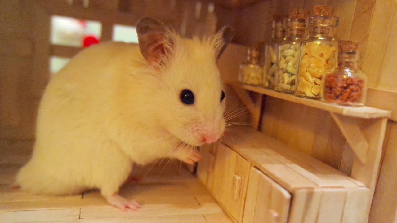 Hamster verkent zijn nieuwe keuken