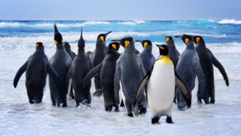 pinguinsoort ontdekt