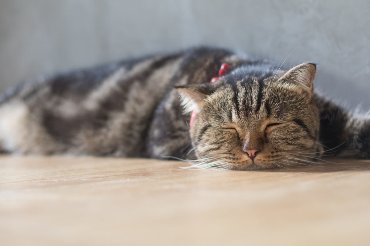 FIP kat – Feline Infectieuze Peritonitis