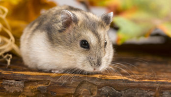 bodembedekking voor hamster