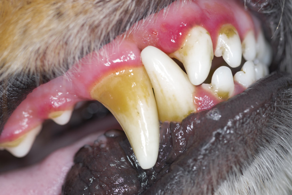 gebitsproblemen hond tandplak