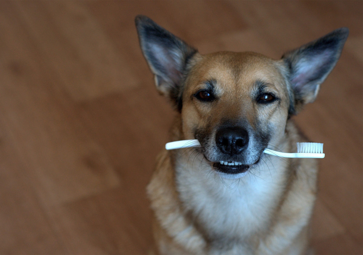 Instructie tandenpoetsen hond