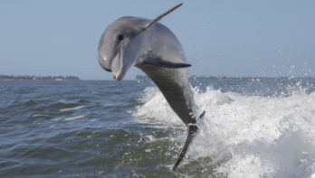 Effect dolfijntoerisme onderzocht