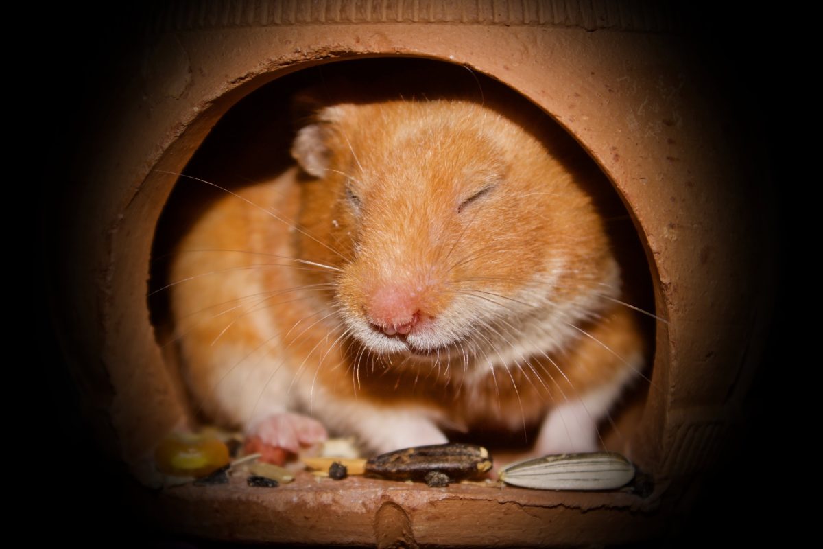 Hamster op leeftijd: levensverwachting en verzorgingstips