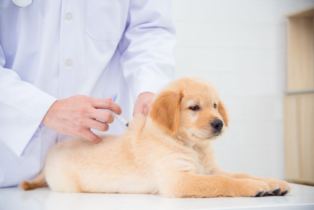 inenten hond: pups
