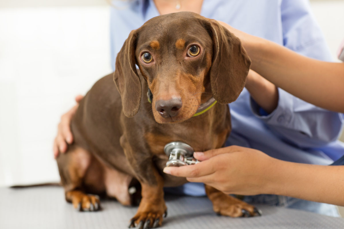 Vaccinatieschema hond