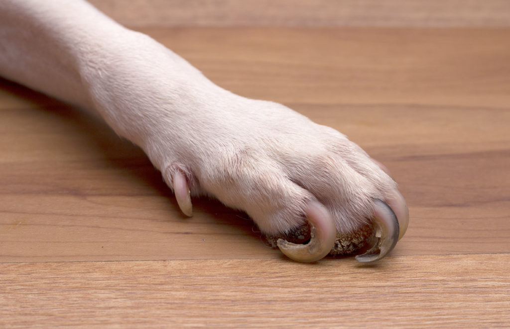 nagels van een hond te lang