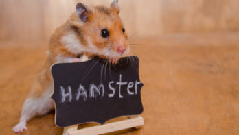 verzorging hamster houden tips