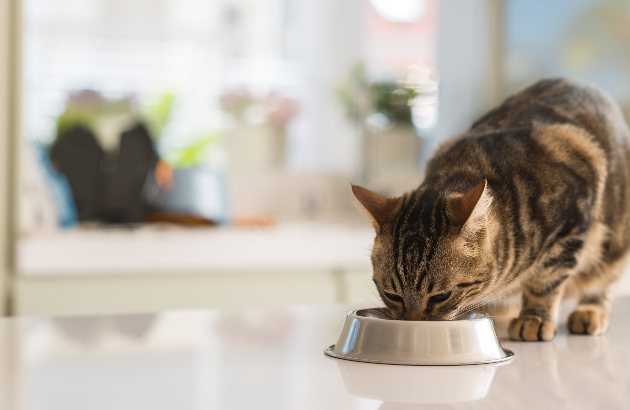 Uitstekend reactie Soms Is droogvoer of natvoer beter voor katten? - Hart voor Dieren Magazine