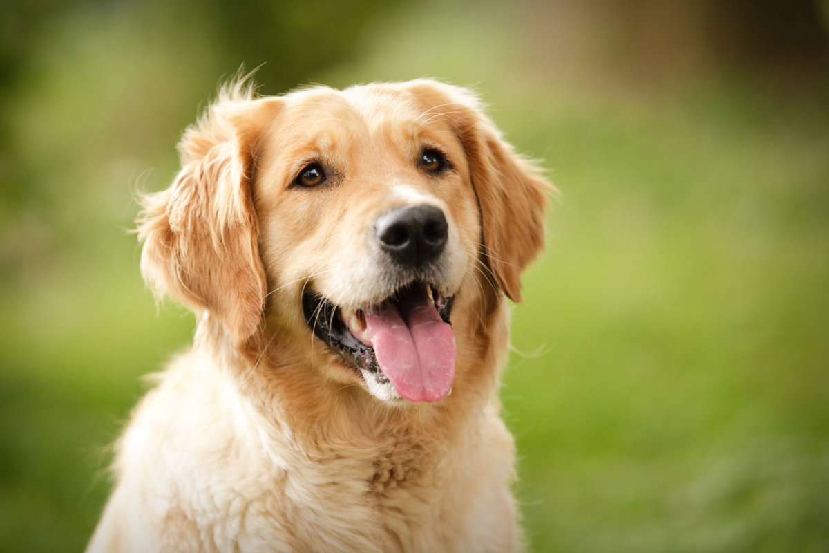 Hondenhotel vangt honden van coronapatiënten gratis op