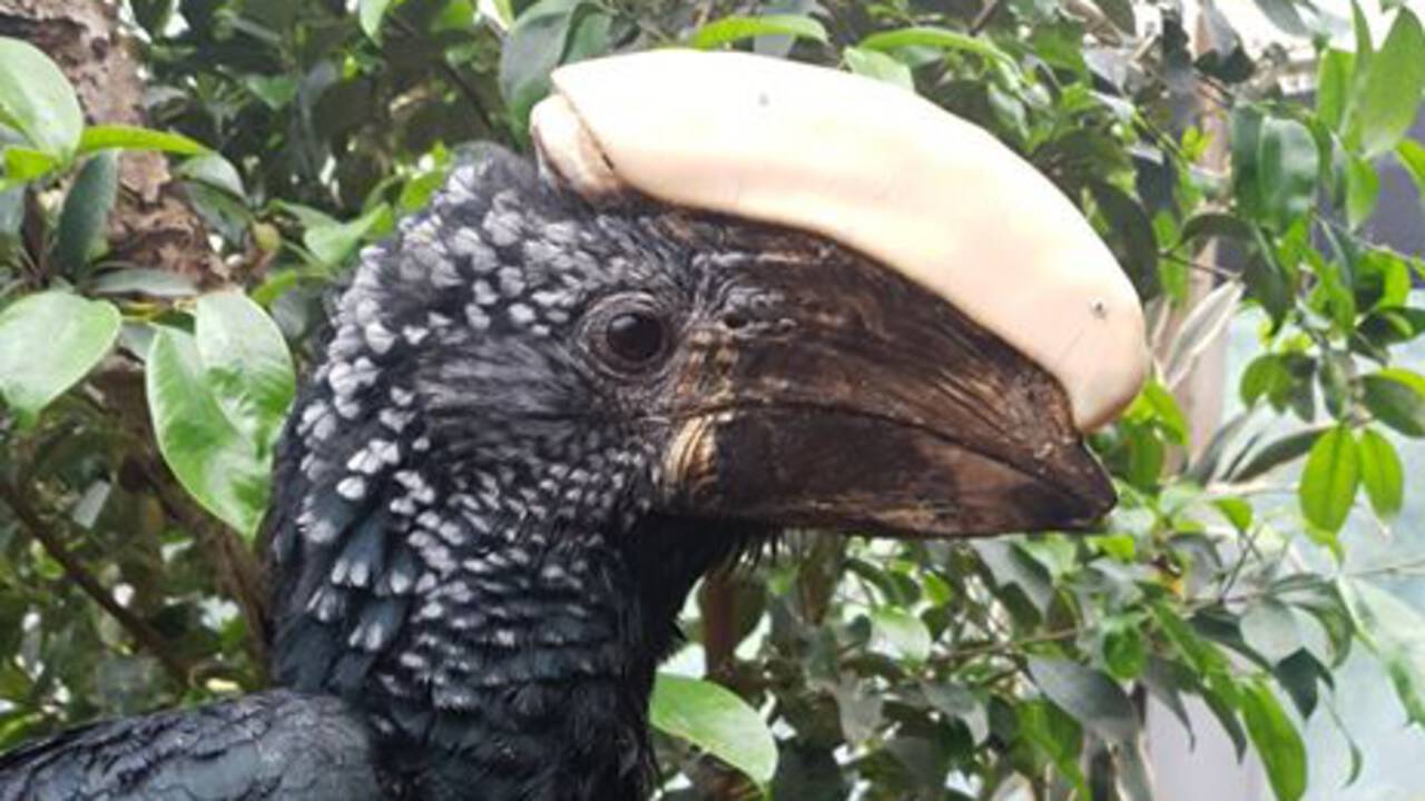 3D-printer maakt hoorn voor neushoornvogel