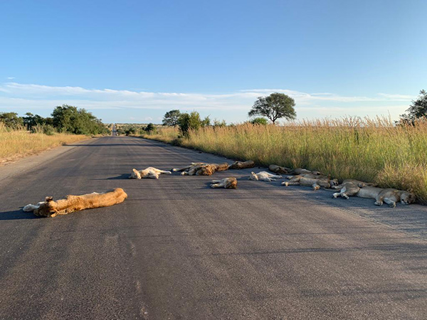 Leeuwen luieren op de weg tijdens lockdown