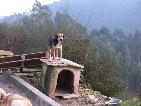 Hondenopvang in de bergen van Noord-Portugal