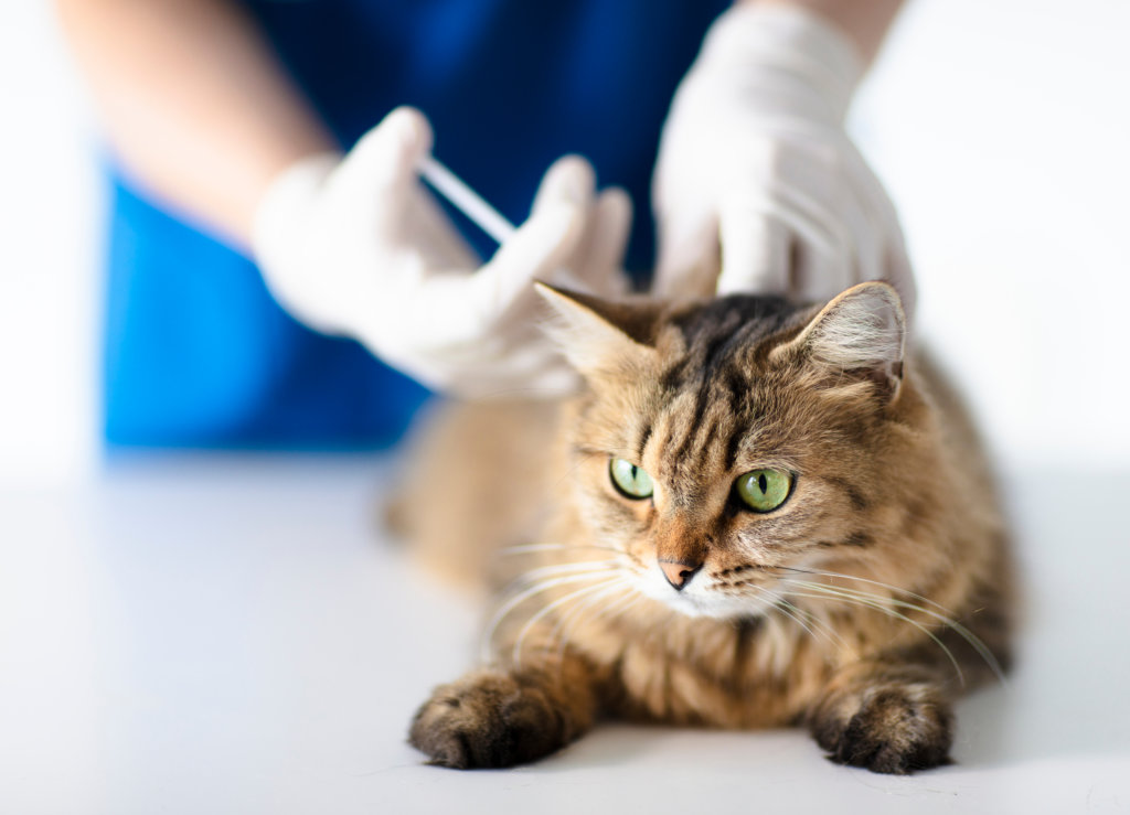 wonden kat antibiotica behandelen