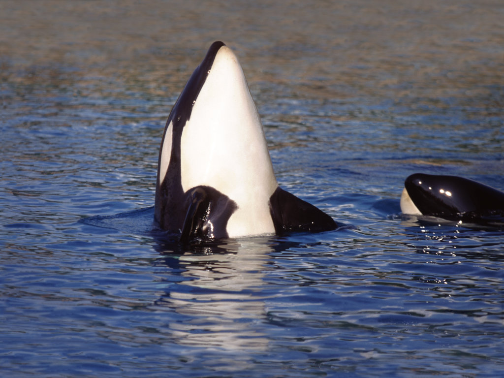 sterkste vrouwen dierenrijk: orka