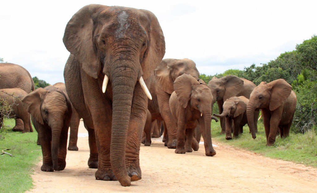 10 sterkste vrouwen dierenrijk: olifant