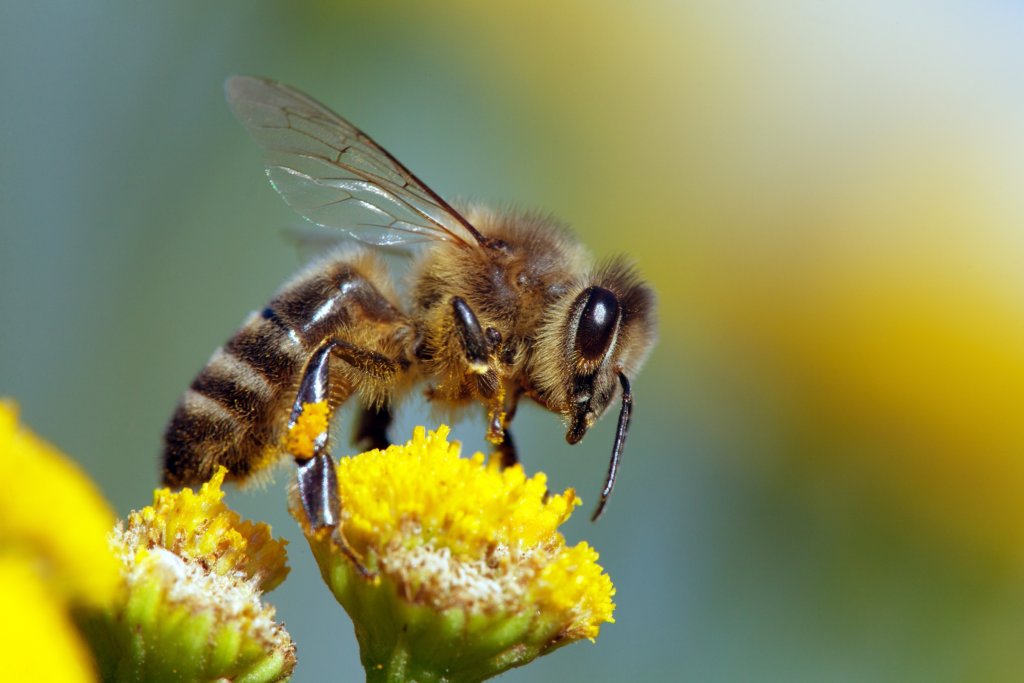 Sterkste vrouwen dierenrijk: honingbij