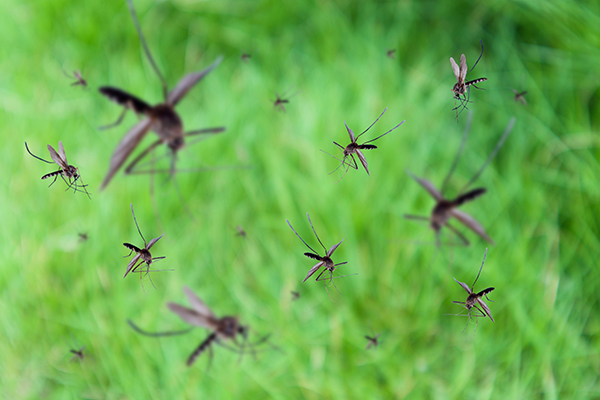 Muggen zijn er vroeg bij dit jaar