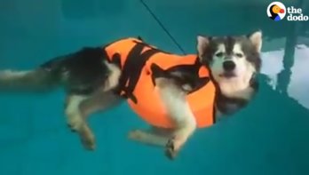 Hond wil niet zwemmen en relaxt in water