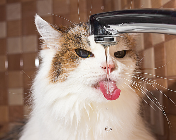 kat water drinken