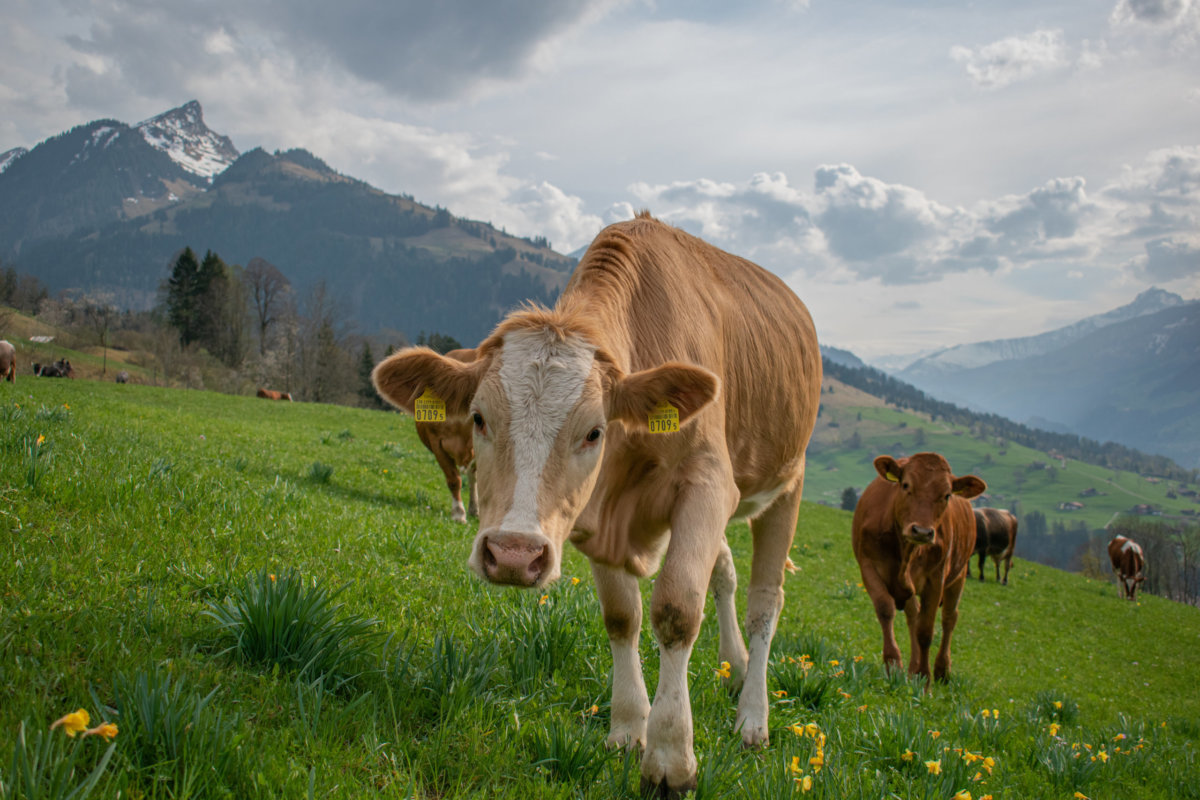 Zwitserland en Oostenrijk beschermen koeien tegen wandelaars