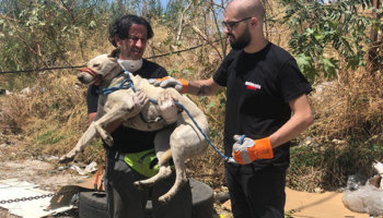 Beiroet dieren redden