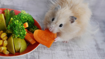 voedsel hamster
