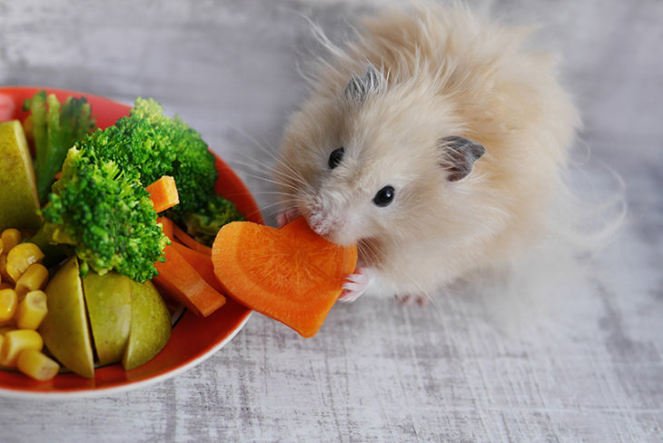 Gezond hamsteren: goede voeding voor een gezonde knager