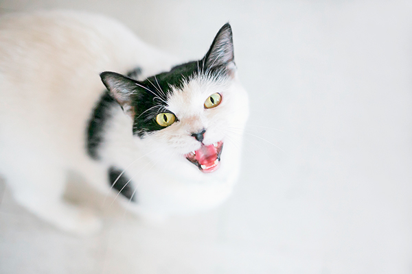 Dwangmatig gedrag bij de kat: onschadelijke acties of neurose?