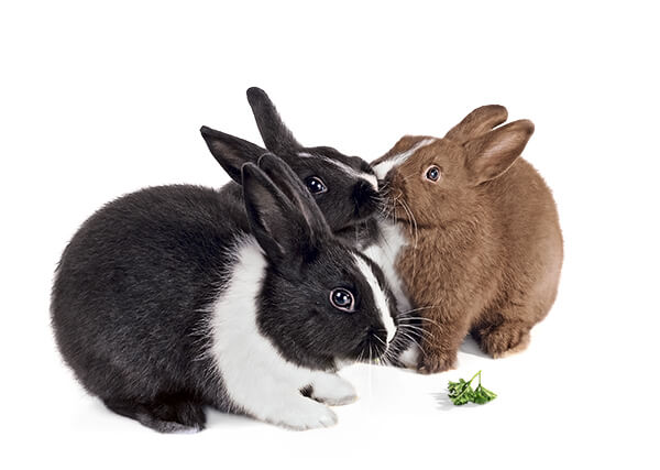 Zo praten konijnen met elkaar