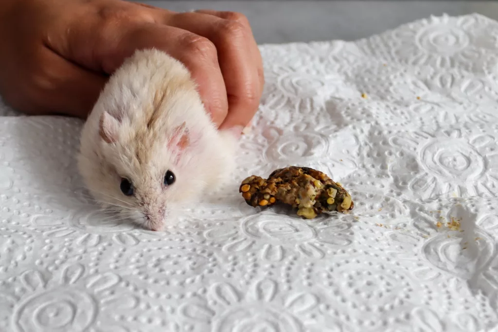 Hamsters kunnen ziek worden van eten dat vast zit in hun wangzak