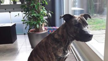Hond nieuw thuis forever home