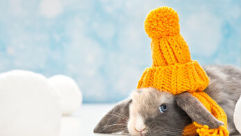 Zijn jouw konijnen klaar voor de winter?