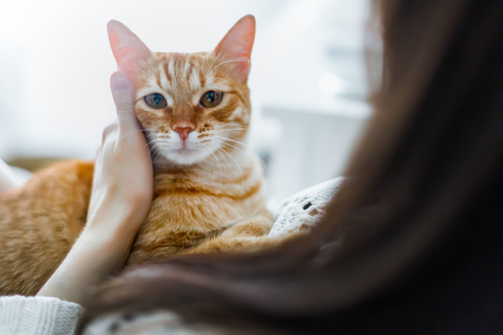 kattenleukemie prognose en behandeling