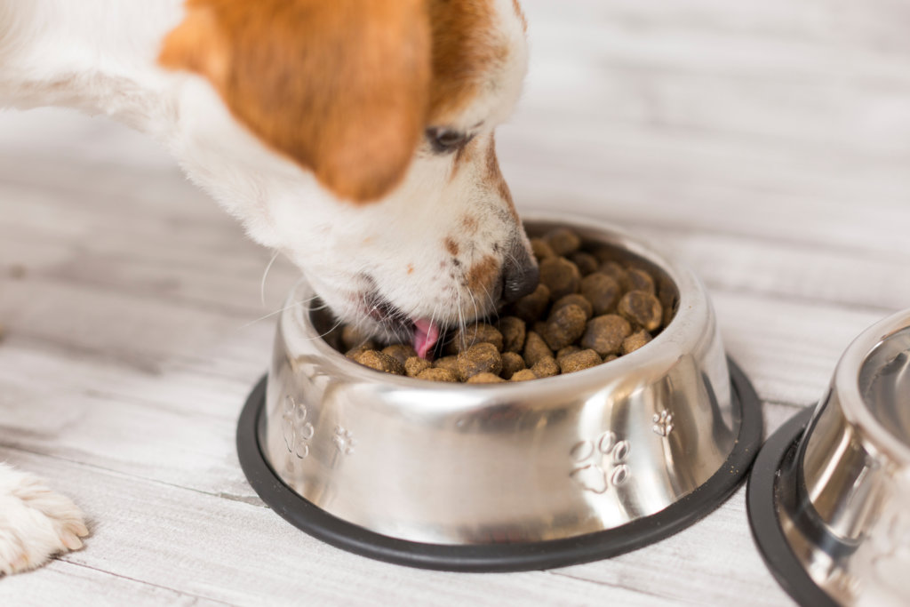 voedselallergie hond dieet