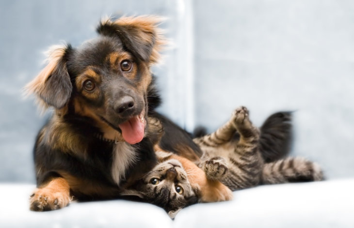 Samenpersen beroerte Onheil Hoe kunnen hond en kat samenleven in één huis?